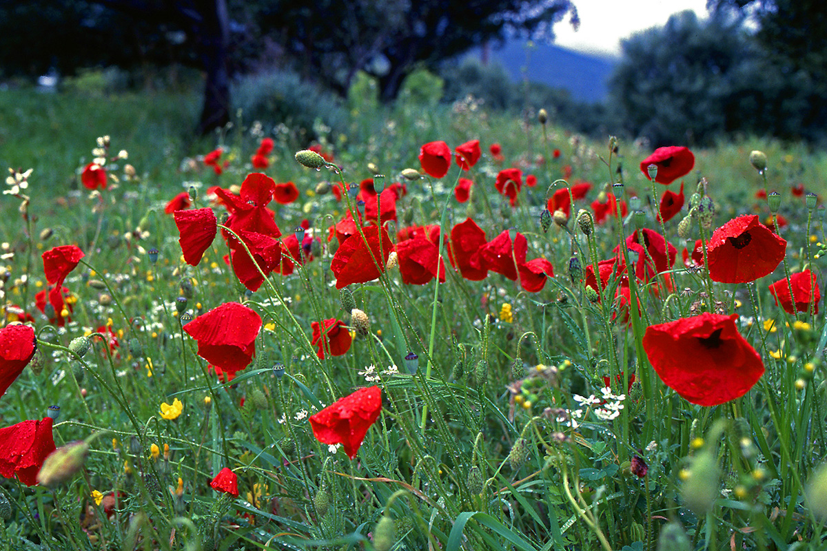 Papaveraceae Papaver rhoeas