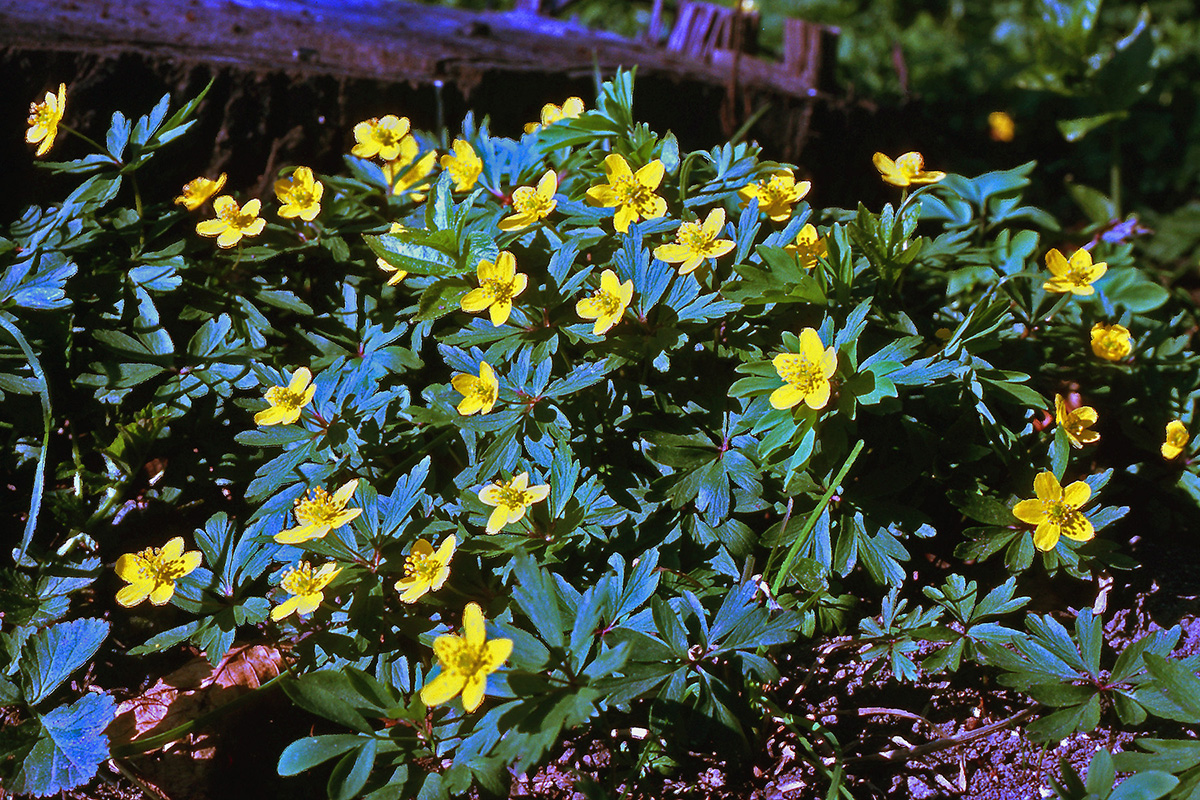 Ranunculaceae Anemone ranunculoides