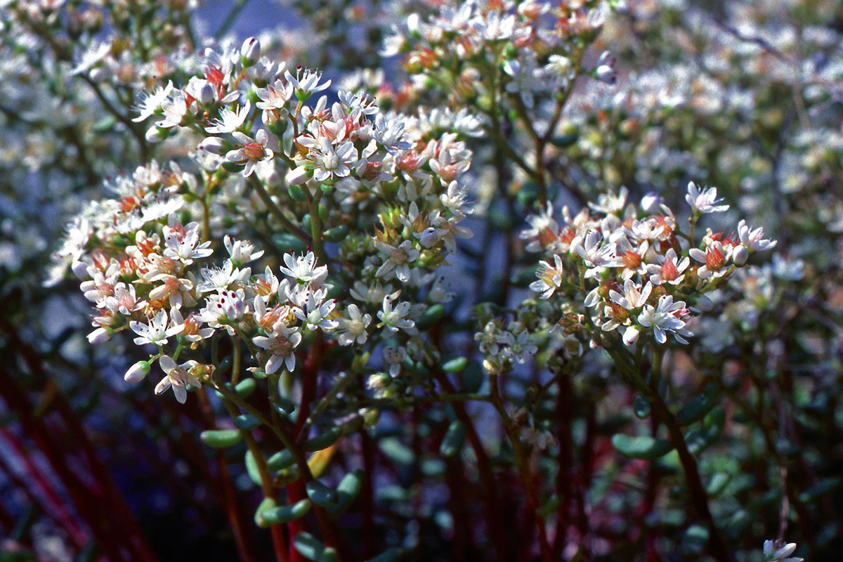 Crassulaceae Sedum album
