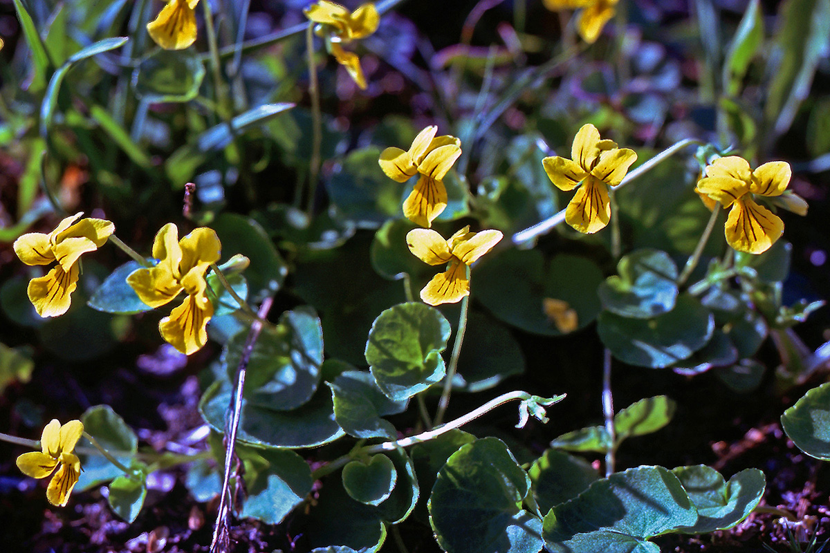 Violaceae Viola biflora