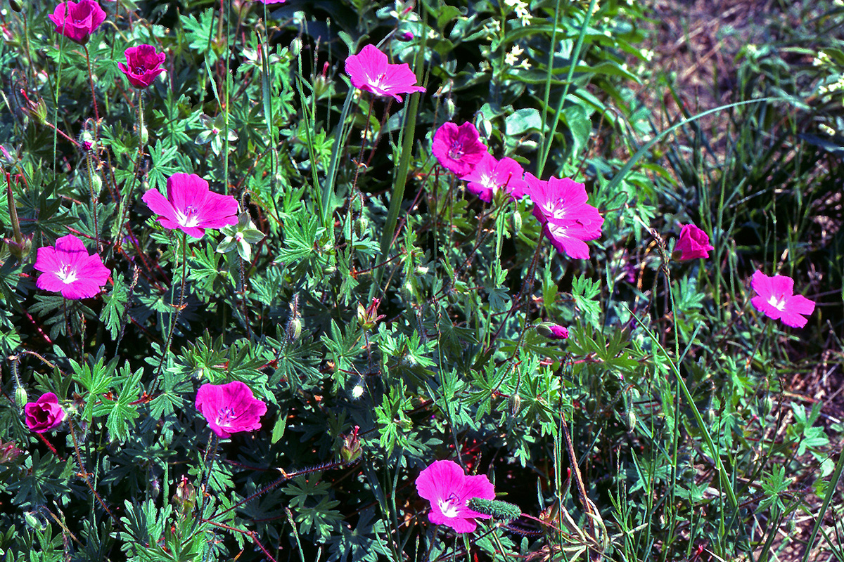 Geraniaceae Geranium sanguineum