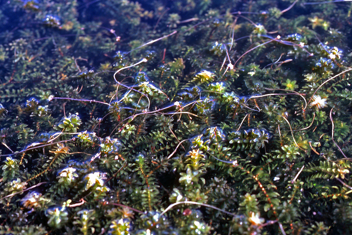 Hydrocharitaceae Elodea canadensis
