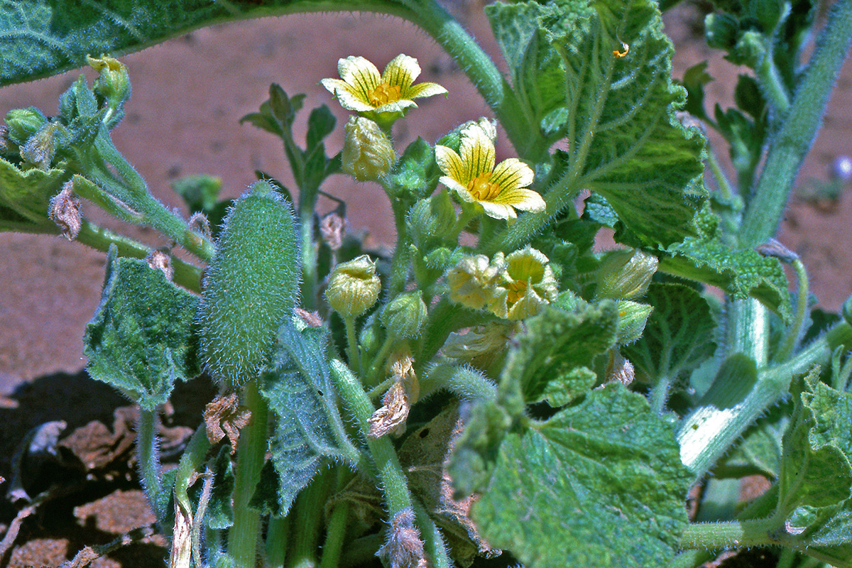 Cucurbitaceae Ecballium elaterium