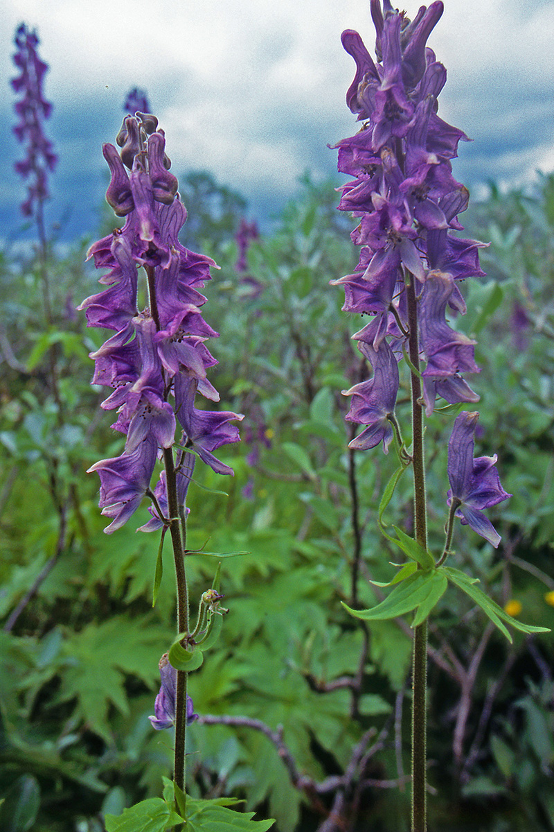 Ranunculaceae Aconitum septentrionale