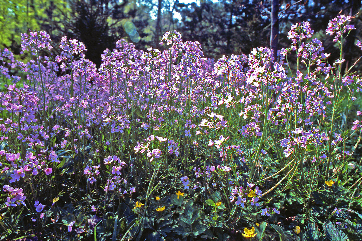 Brassicaceae Cardamine pratensis