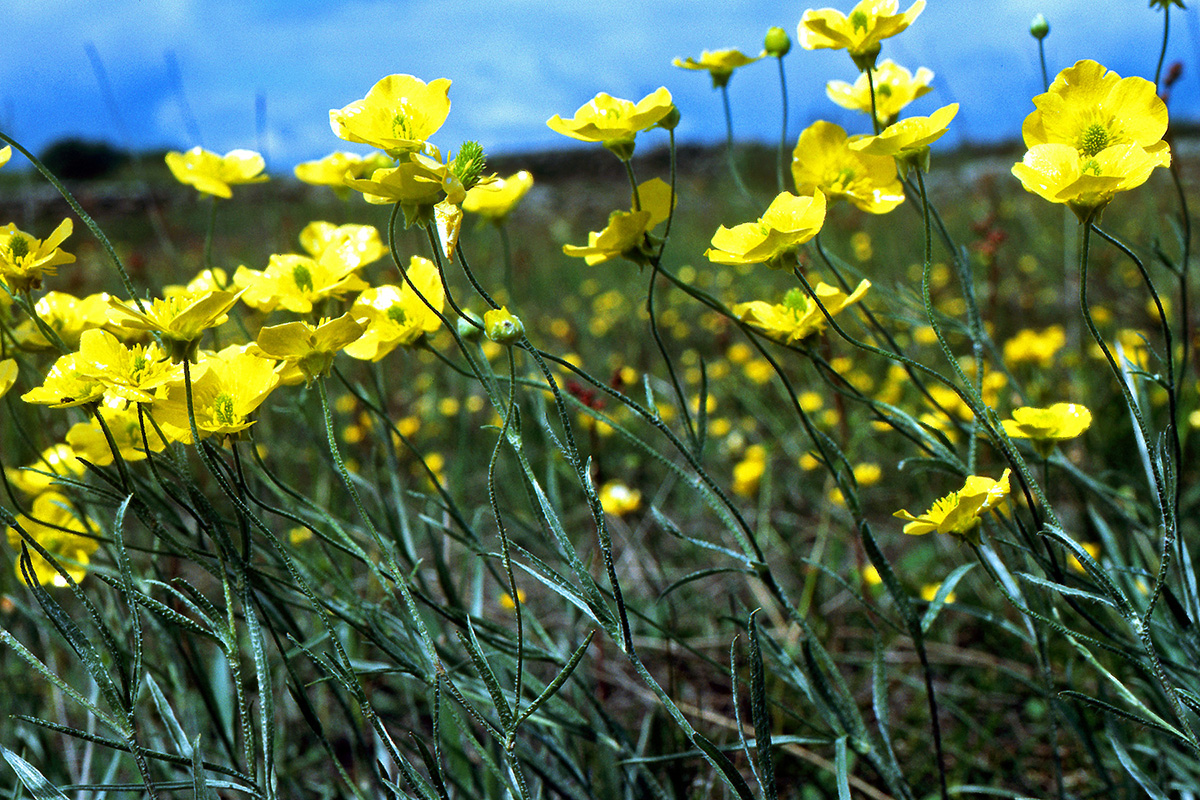 Ranunculaceae Ranunculus illyricus