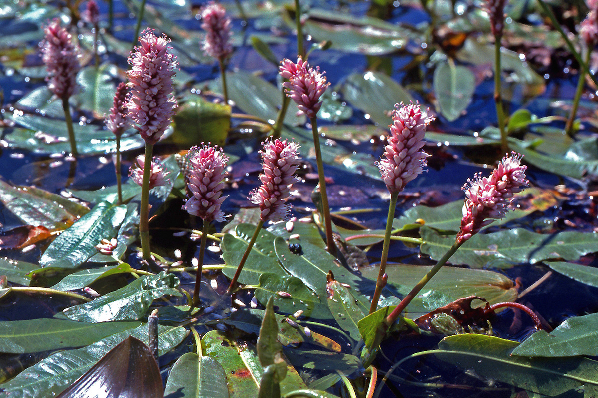 Polygonaceae Persicaria amphibia