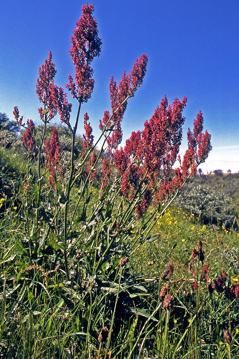 Polygonaceae Rumex thyrsiflorus
