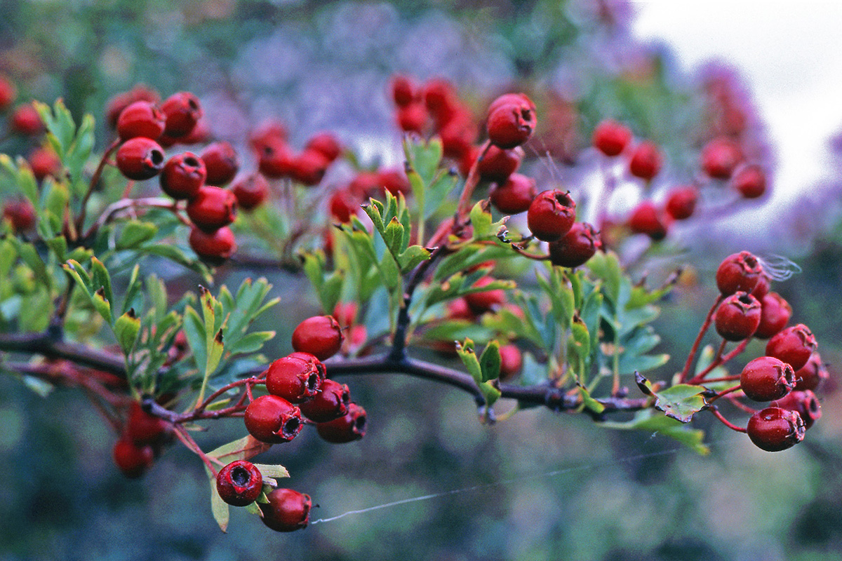 Rosaceae Crataegus monogyna