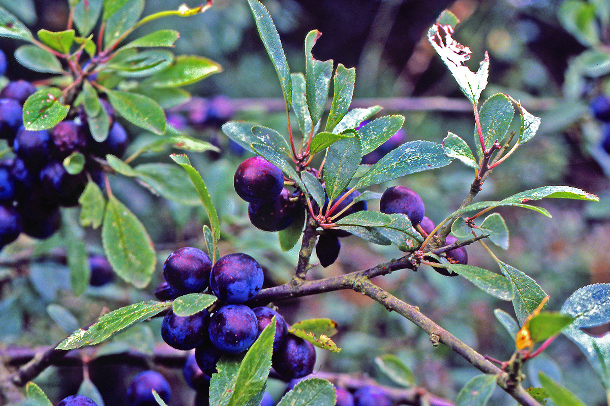 Rosaceae Prunus spinosa