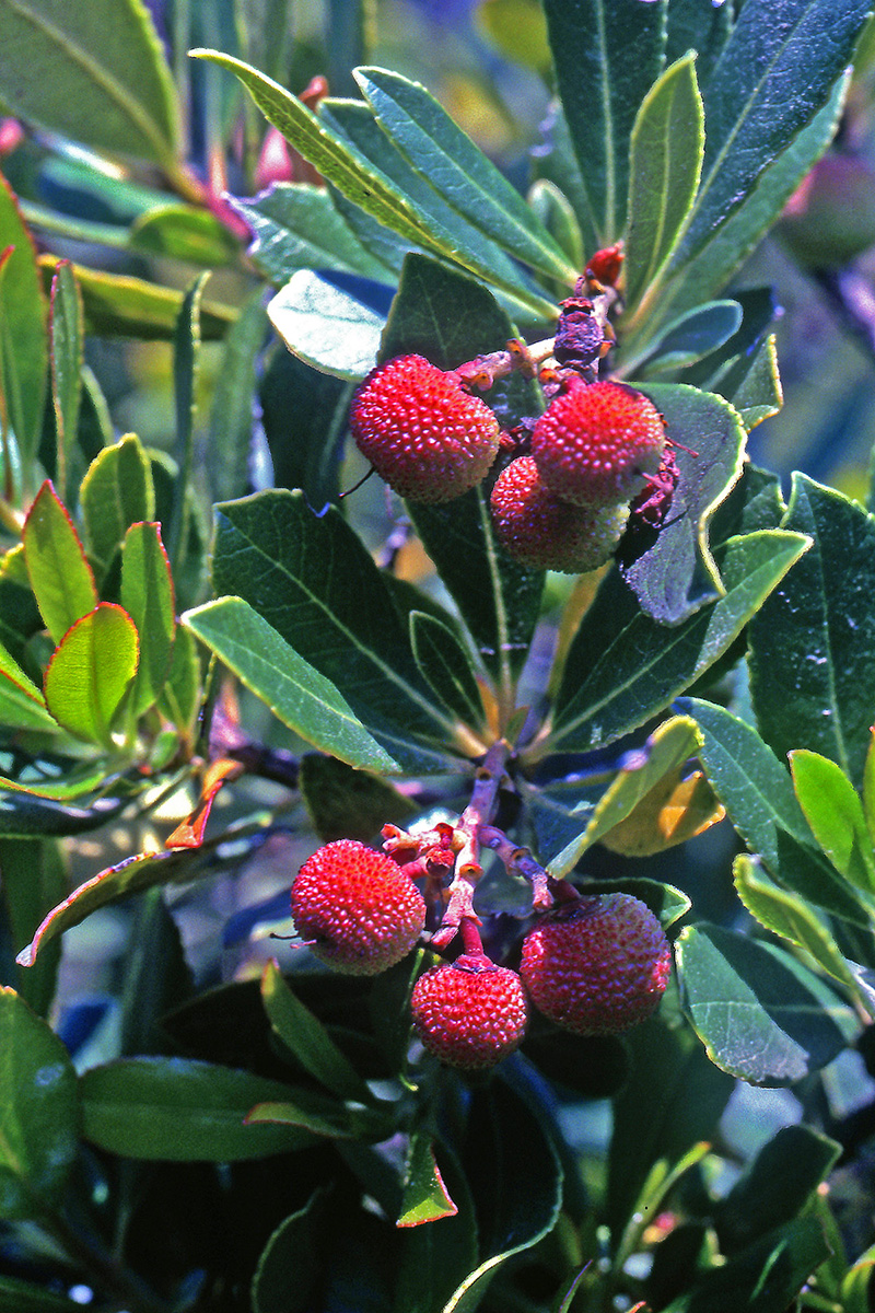 Ericaceae Arbutus unedo