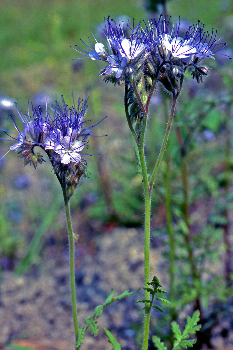 Hydrophyllaceae Phacelia tanacetifolia