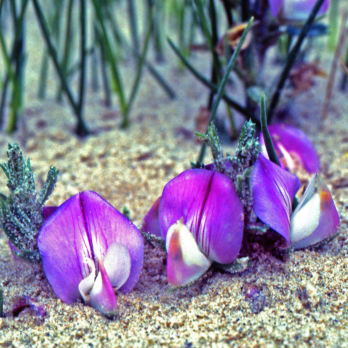 Fabaceae Ononis spinosa