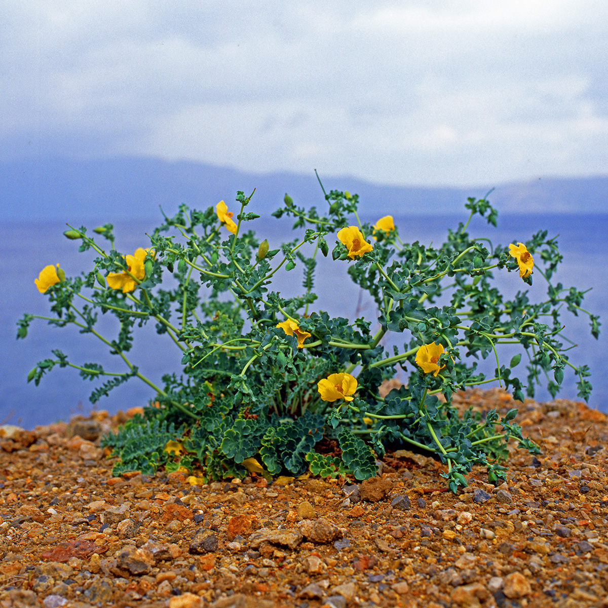Papaveraceae Glaucium flavum