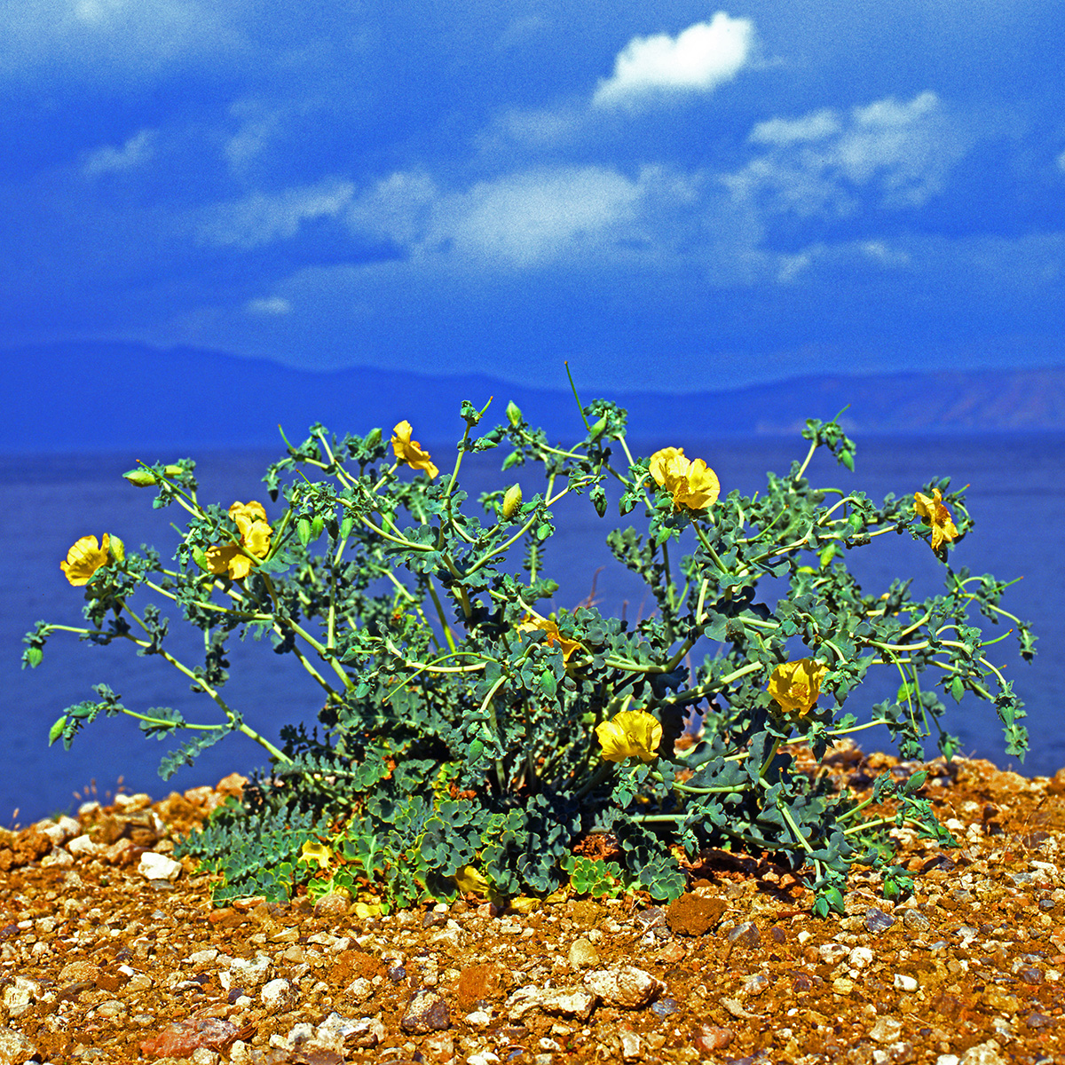 Papaveraceae Glaucium flavum
