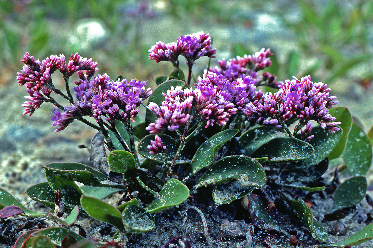 Plumbaginaceae Limonium vulgare