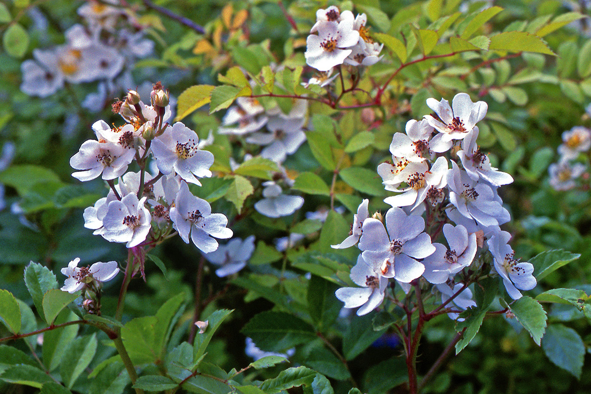 Rosaceae Rosa multiflora