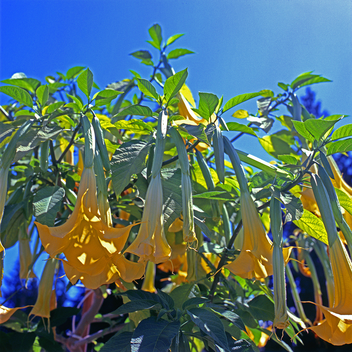 Solanaceae Datura xcandida