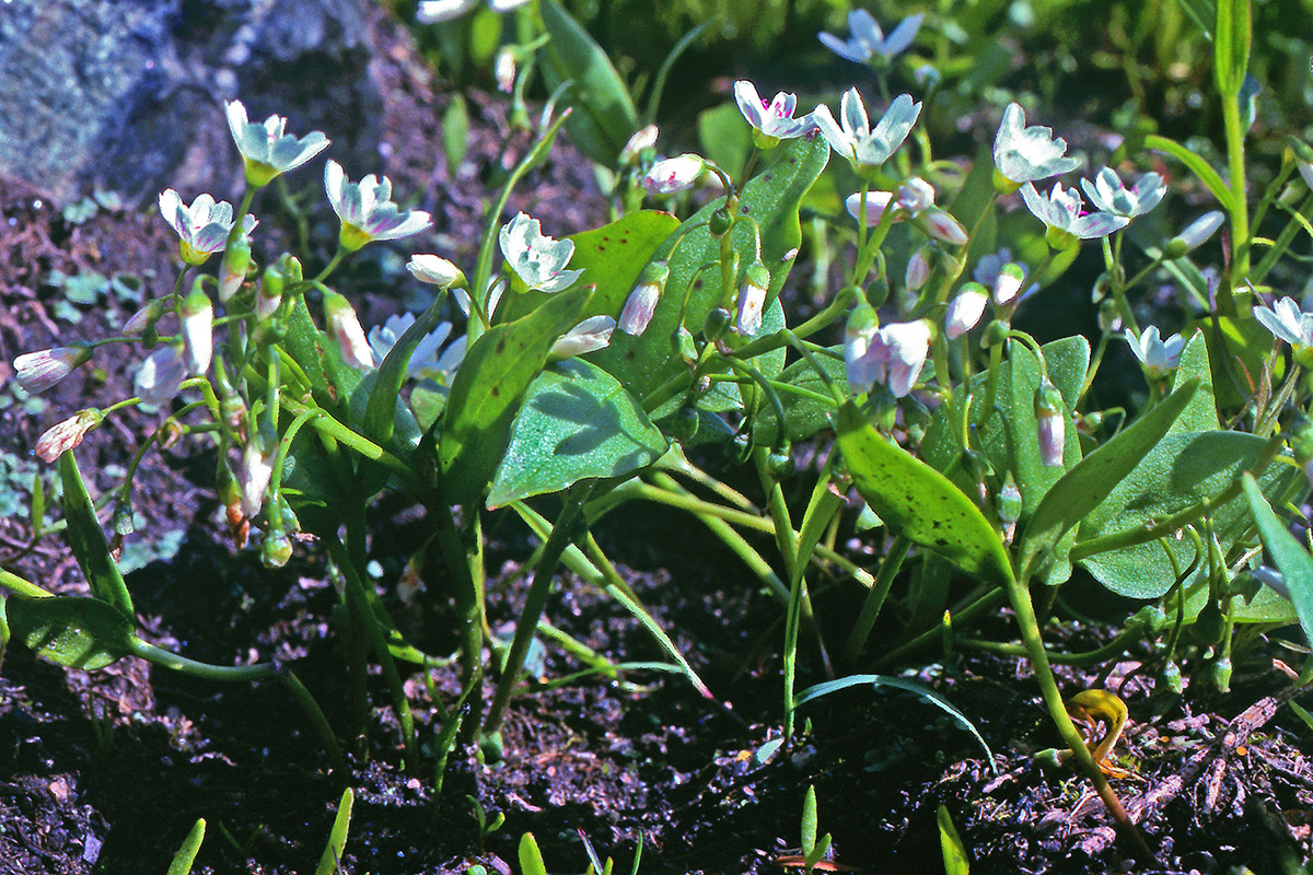 Montiaceae Claytonia lanceolata