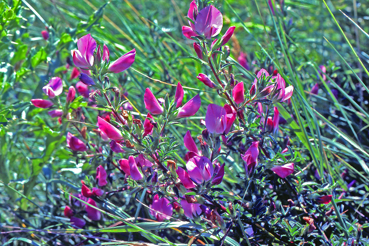 Fabaceae Ononis spinosa