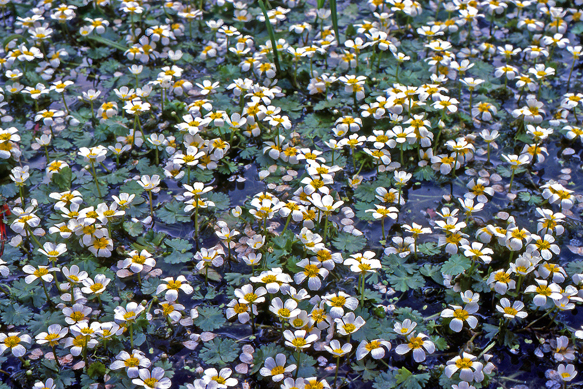 Ranunculaceae Ranunculus aquatilis