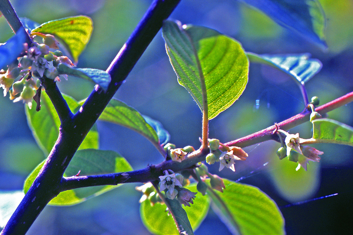 Rhamnaceae Frangula alnus