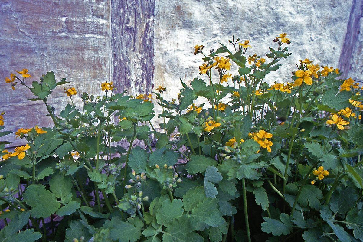 Papaveraceae Chelidonium majus