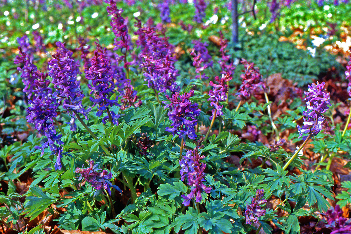 Papaveraceae Corydalis solida