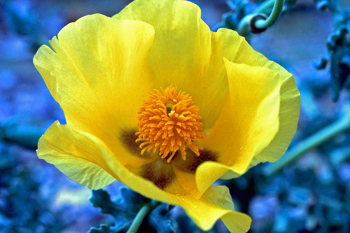 Papaveraceae Glaucium flavum