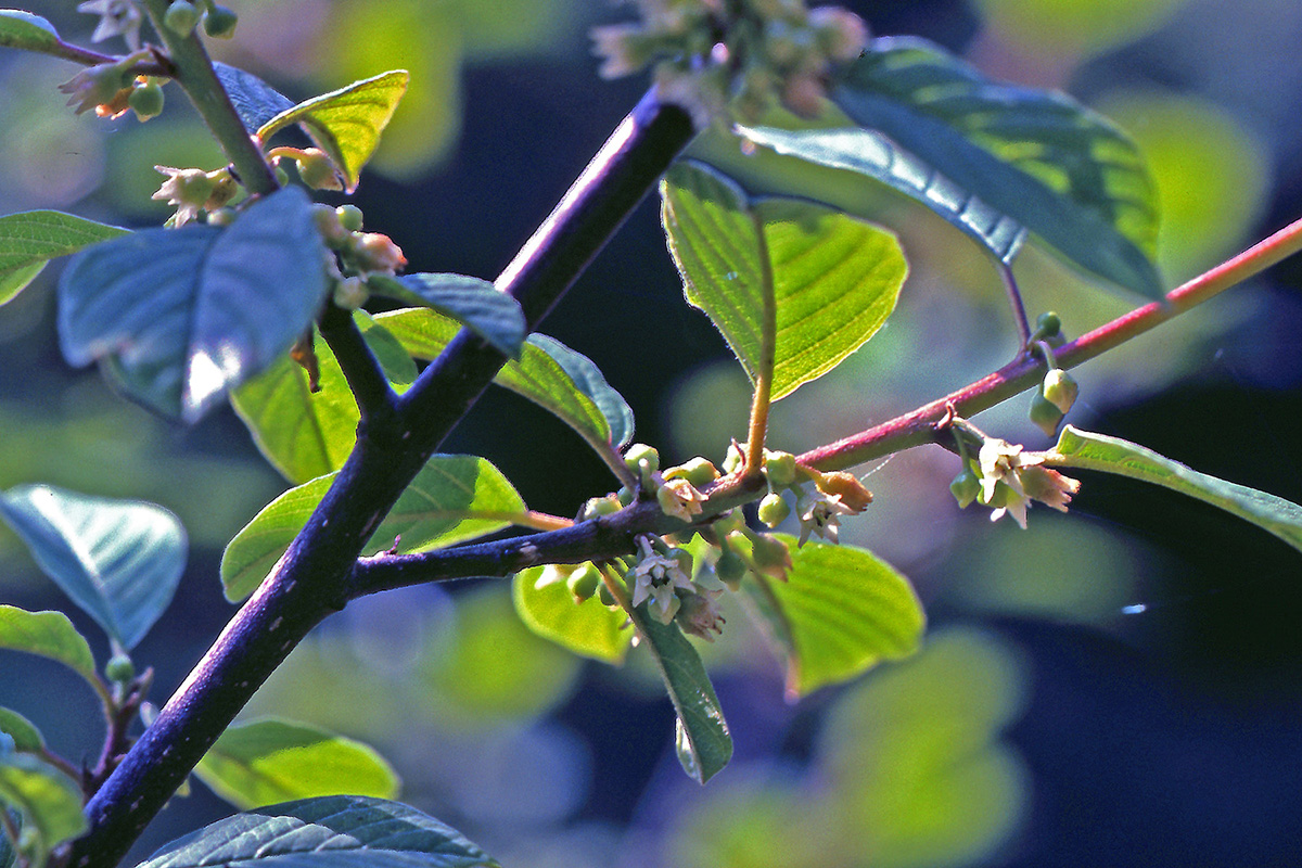 Rhamnaceae Frangula alnus