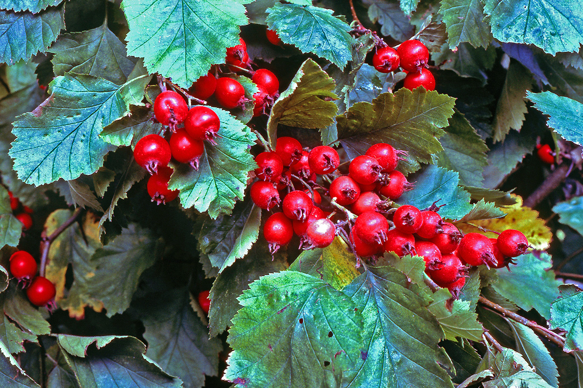 Rosaceae Crataegus submollis