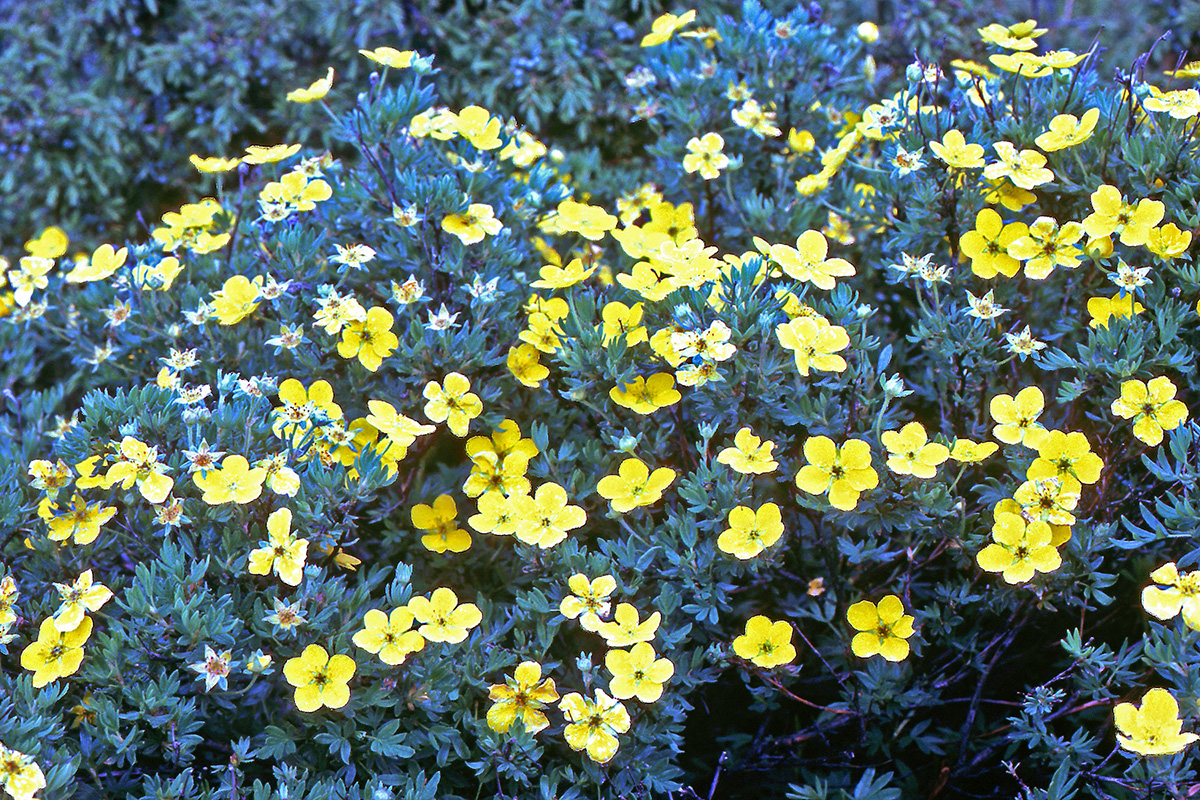 Rosaceae Dasiphora fruticosa