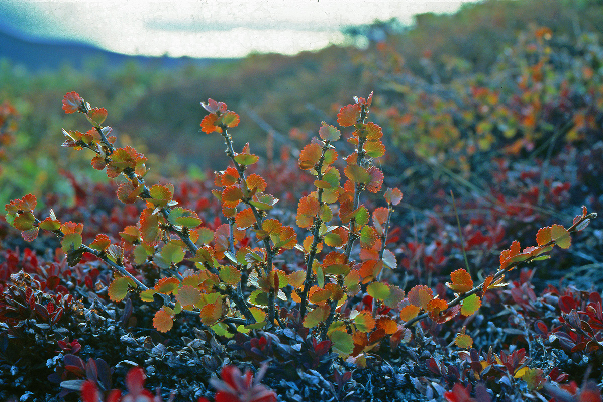 Betulaceae Betula nana