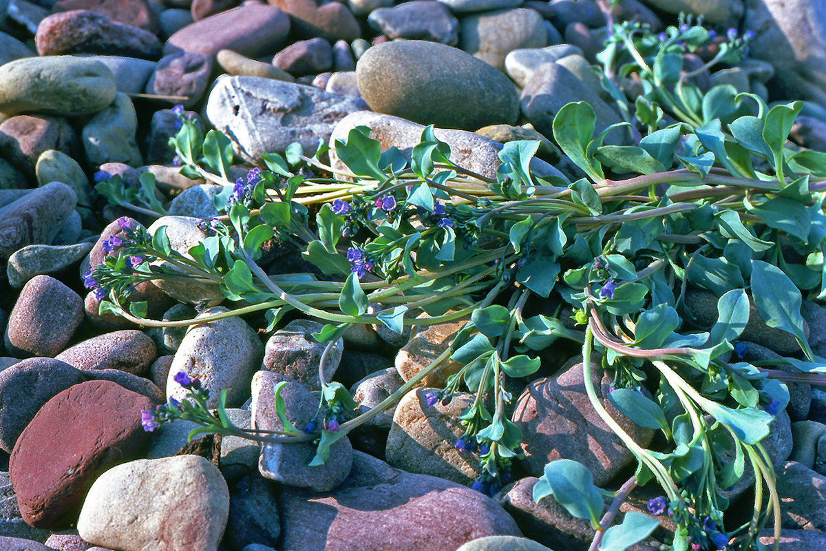 Boraginaceae Mertensia maritima