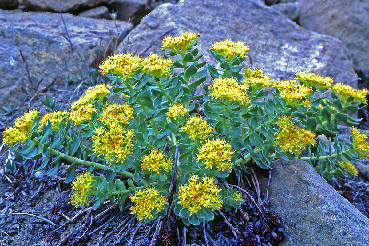 Crassulaceae Sedum roseum