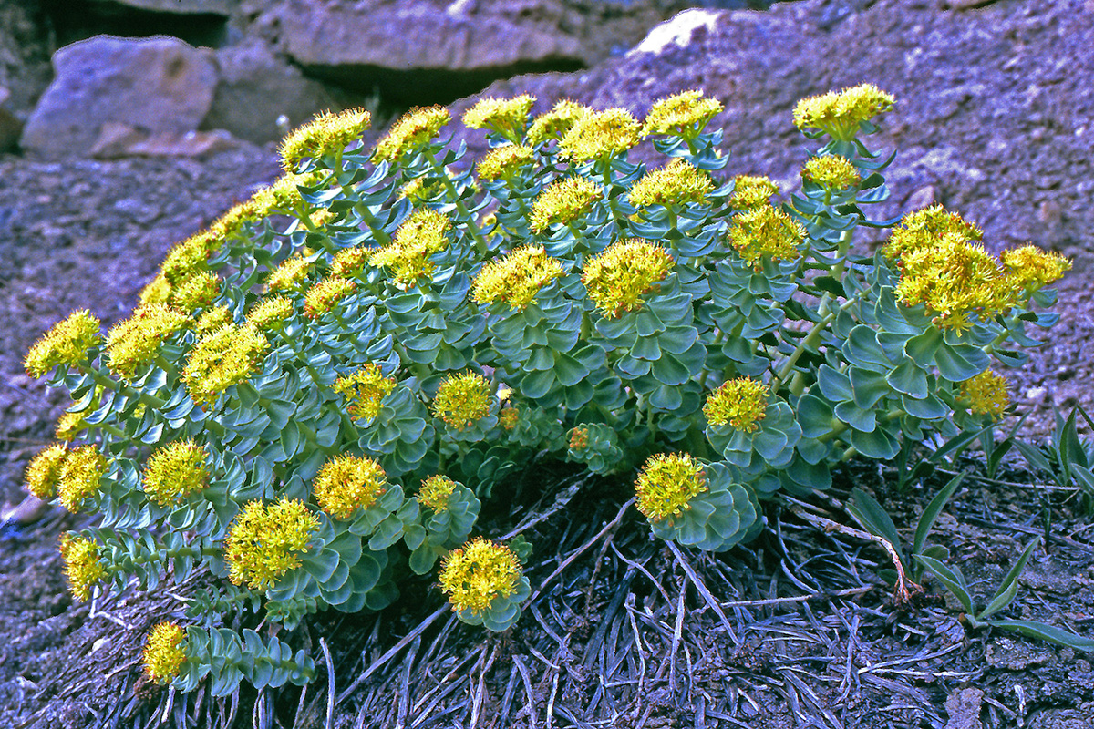 Crassulaceae Sedum roseum