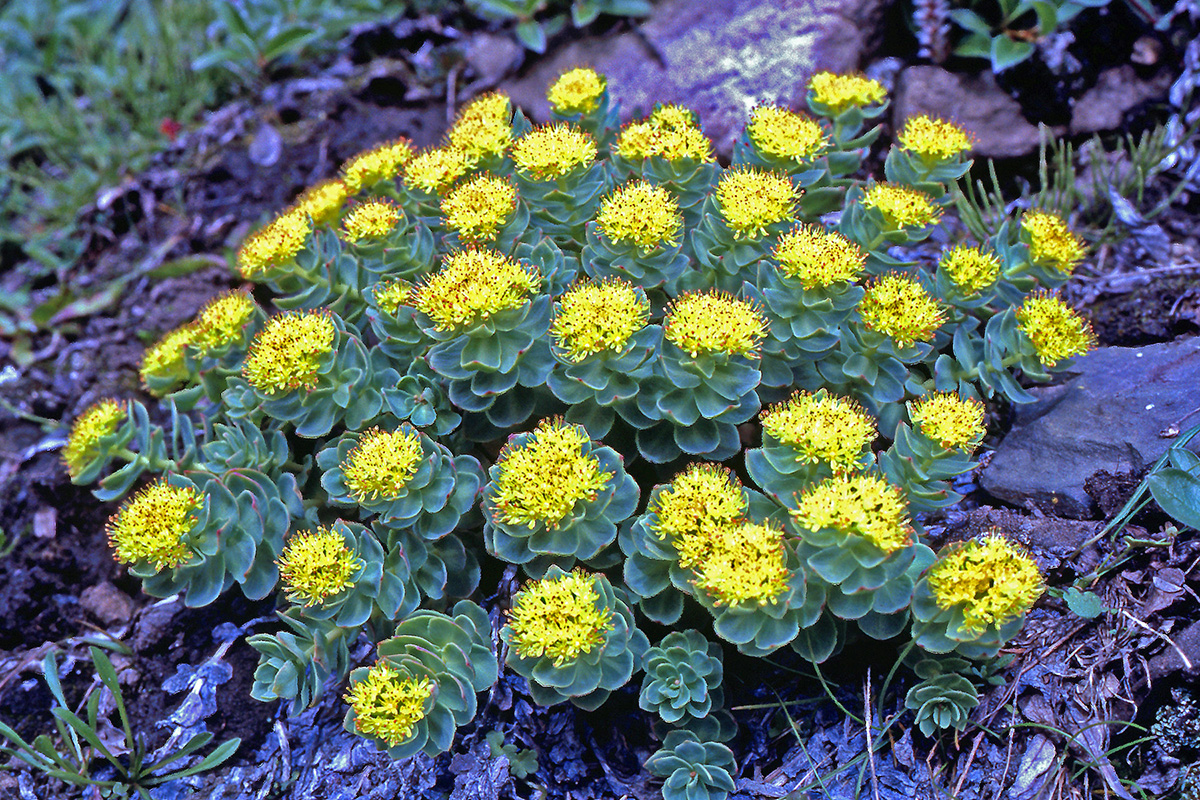 Crassulaceae Sedum roseum