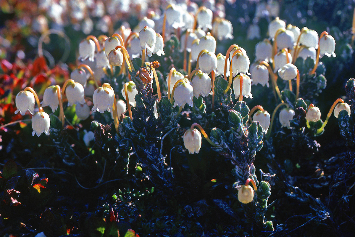 Ericaceae Cassiope tetragona