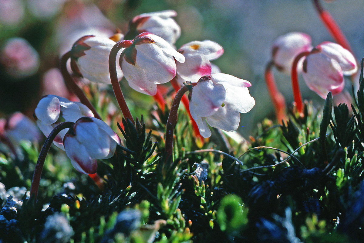 Ericaceae Harrimanella hypnoides