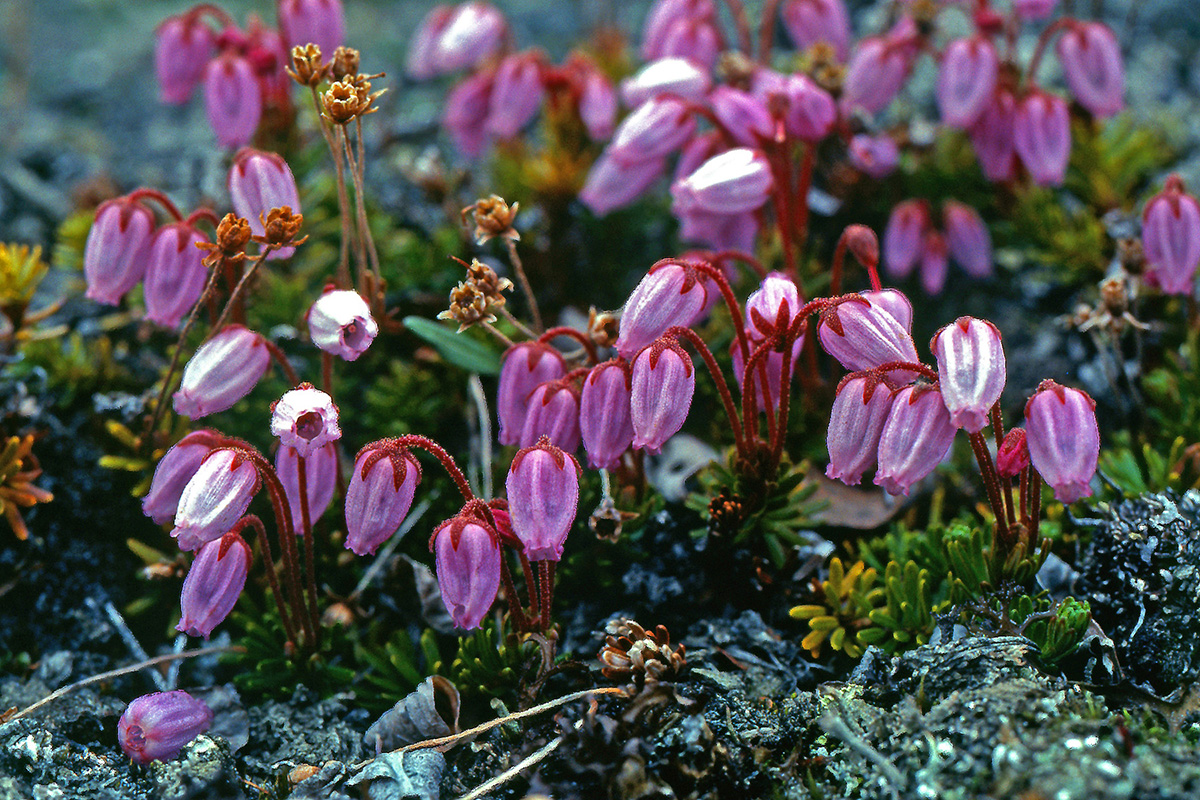 Ericaceae Phyllodoce caerulea