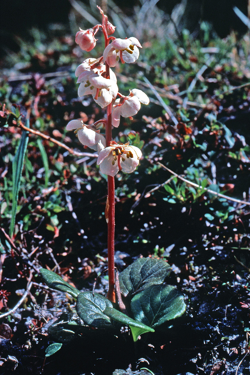 Ericaceae Pyrola grandiflora