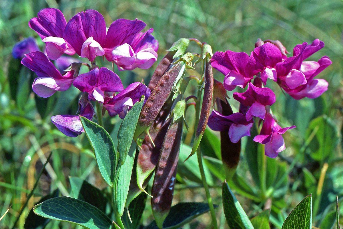 Fabaceae Lathyrus japonicus