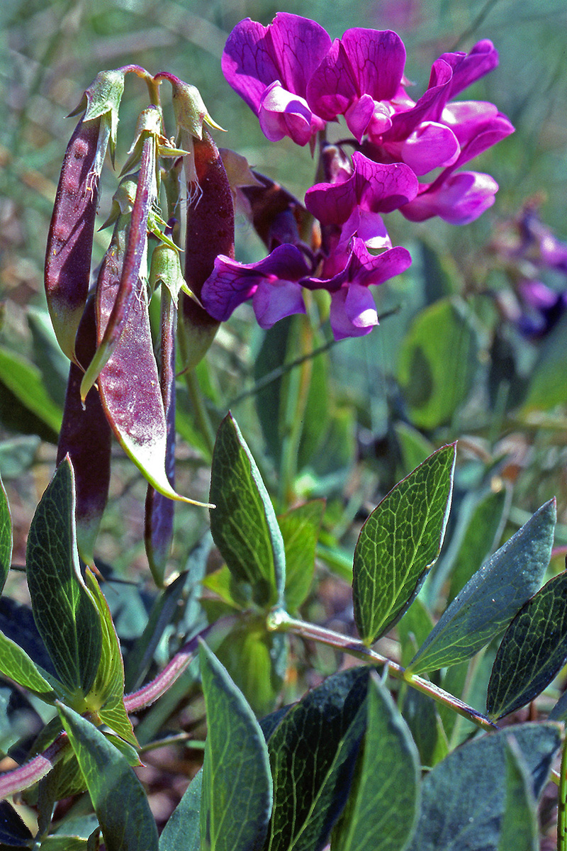Fabaceae Lathyrus japonicus