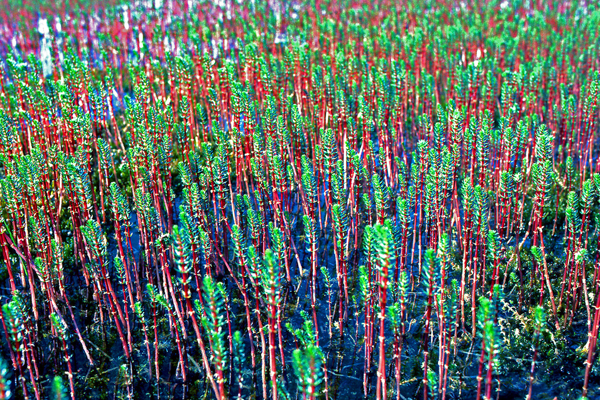 Plantaginaceae Hippuris vulgaris