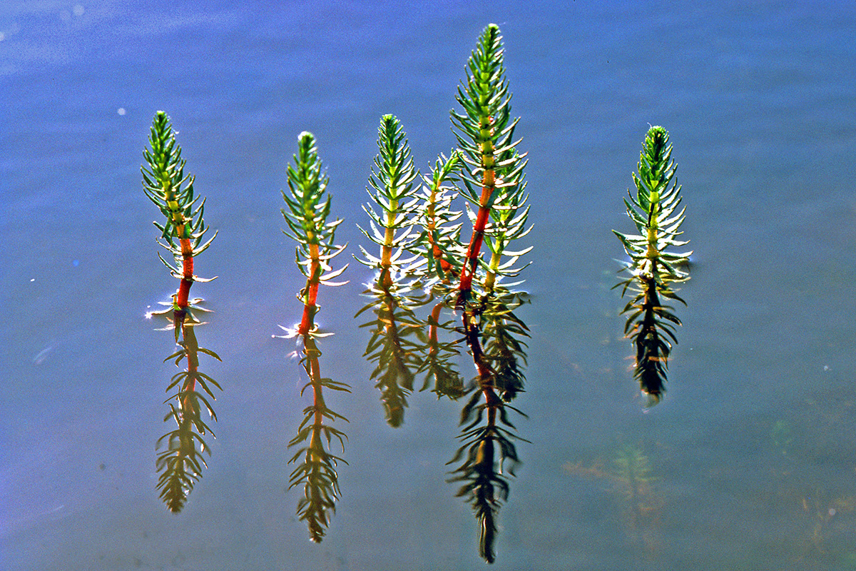 Plantaginaceae Hippuris vulgaris