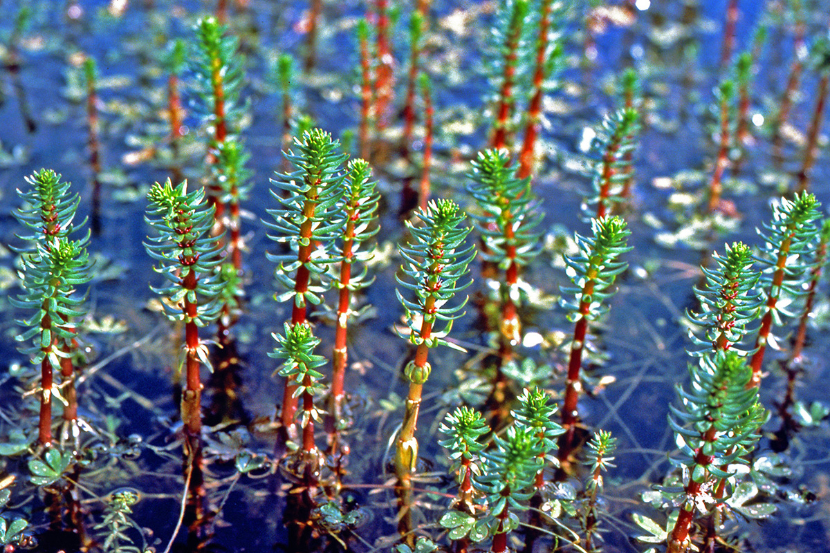 Plantaginaceae Hippuris vulgaris