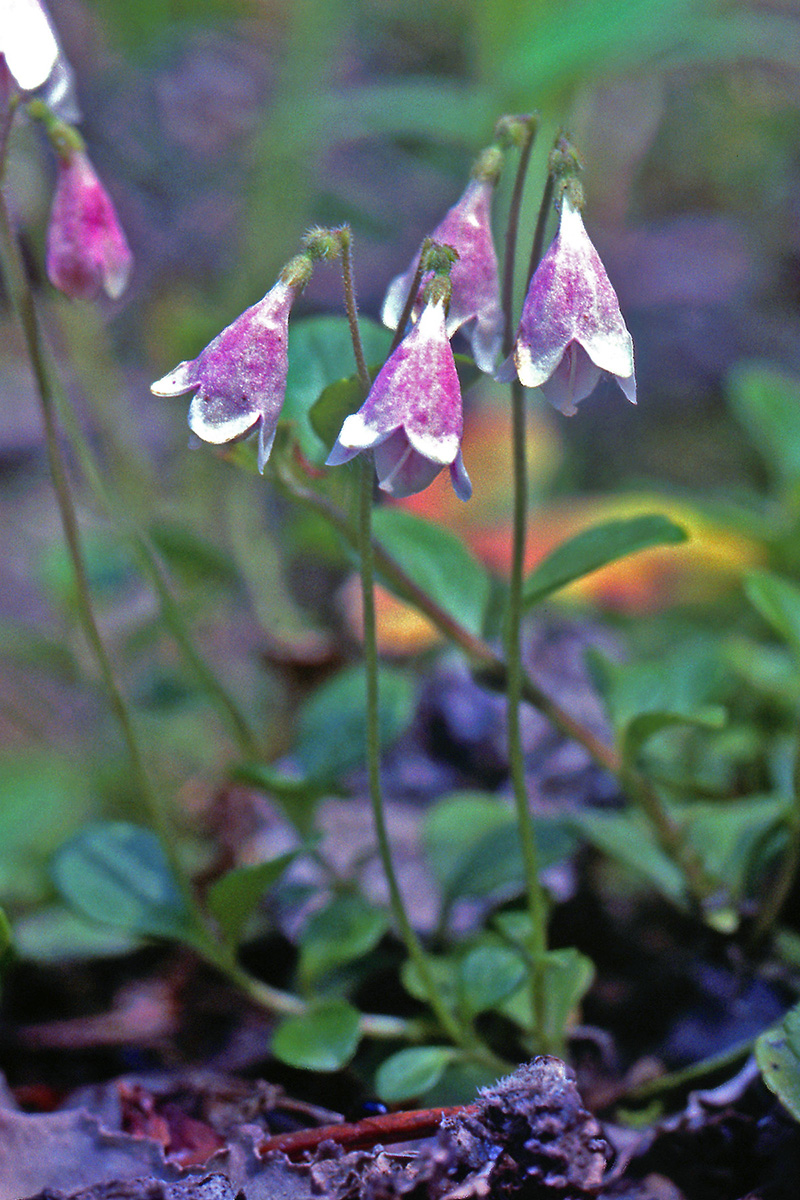 Linnaeaceae Linnaea borealis