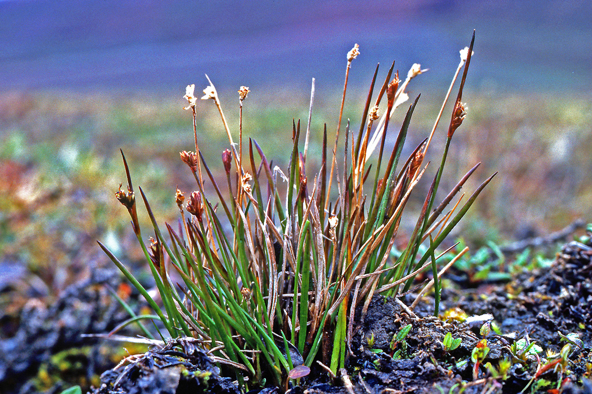 Juncaceae Juncus biglumis