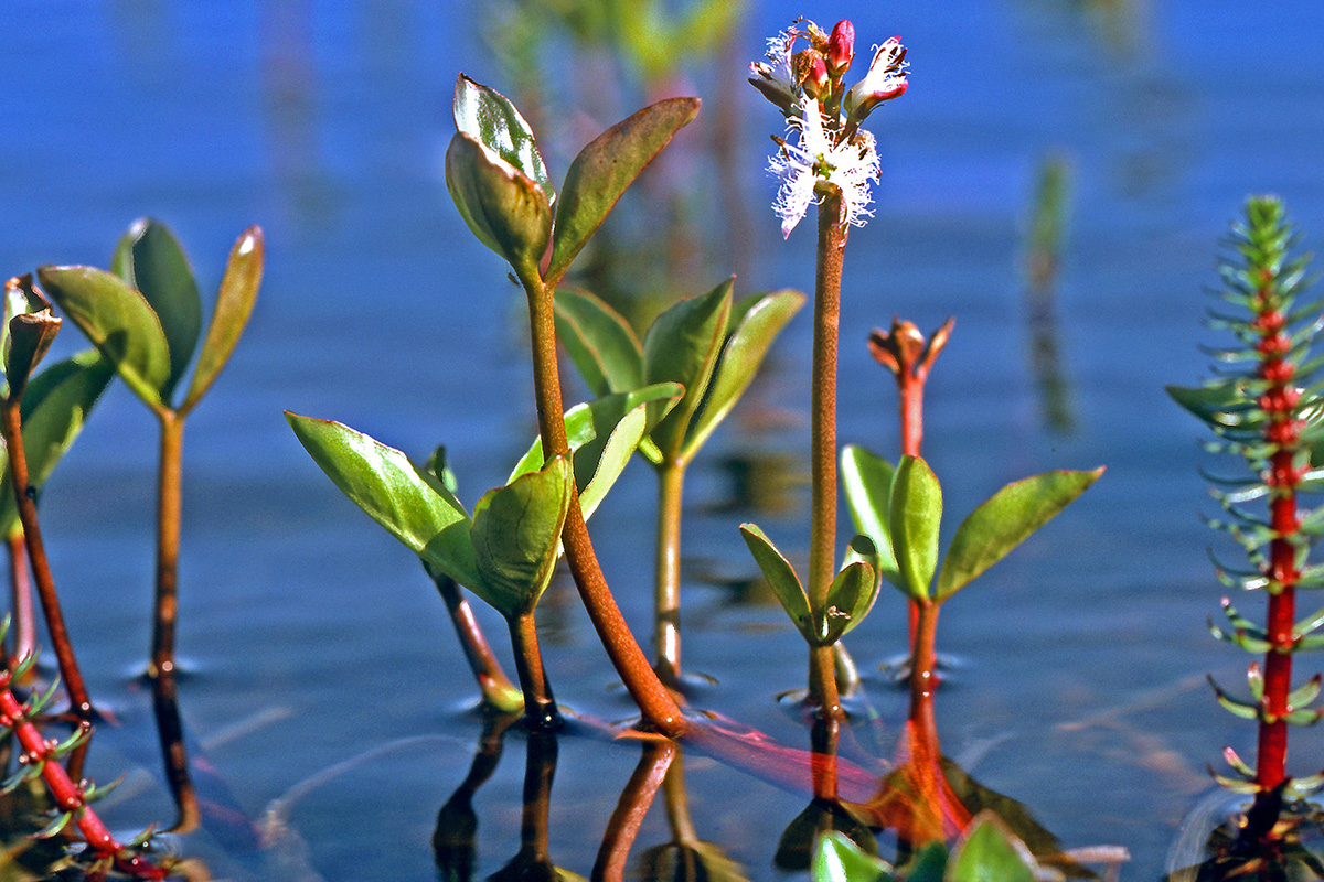 Menyanthaceae Menyanthes trifoliata