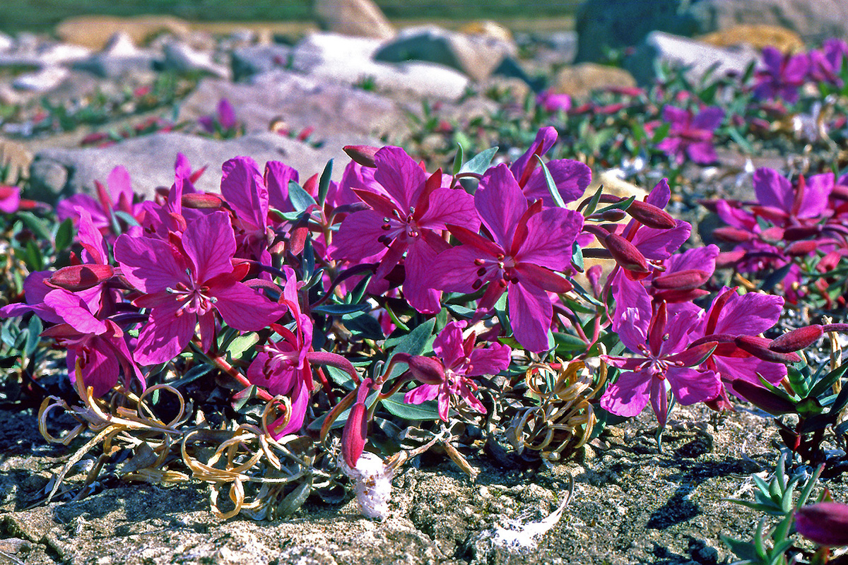 Onagraceae Epilobium latifolium